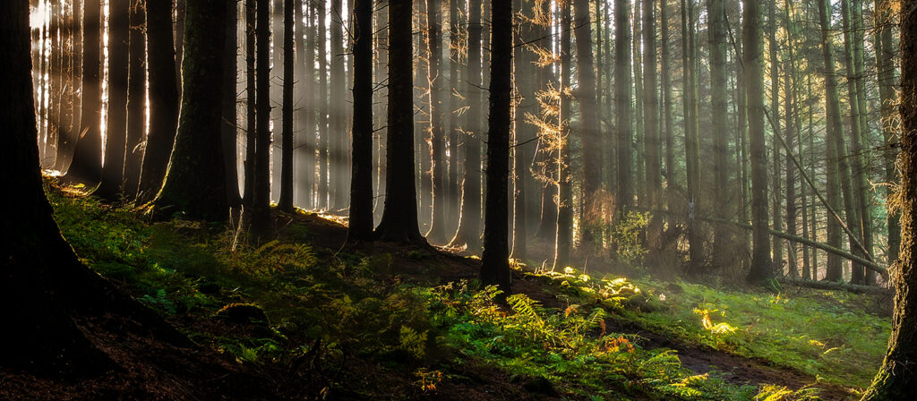 Lichtdurchfluteter Wald mit Moos im Vordergrund