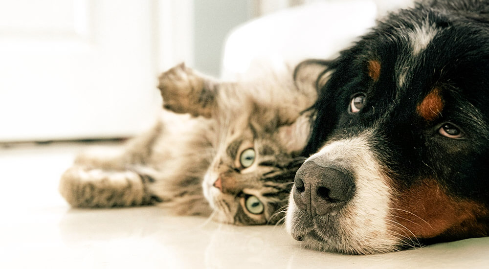 Hund und Katze am kühlen Boden.
